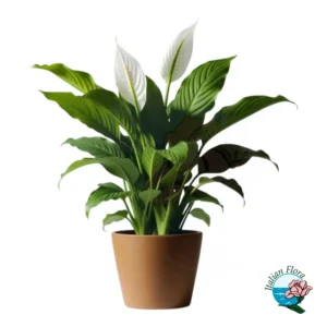 Pianta di Spathiphyllum