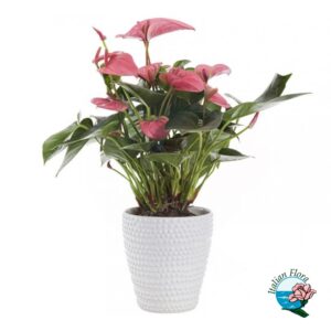 pianta di anthurium rosa