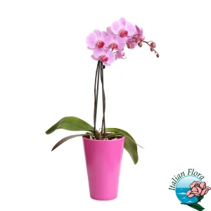 pianta di orchidea rosa