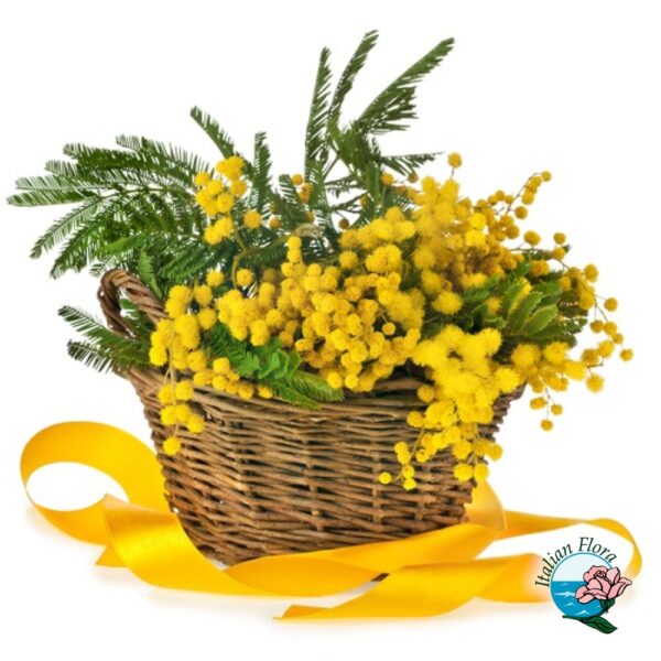 Cestino di mimosa