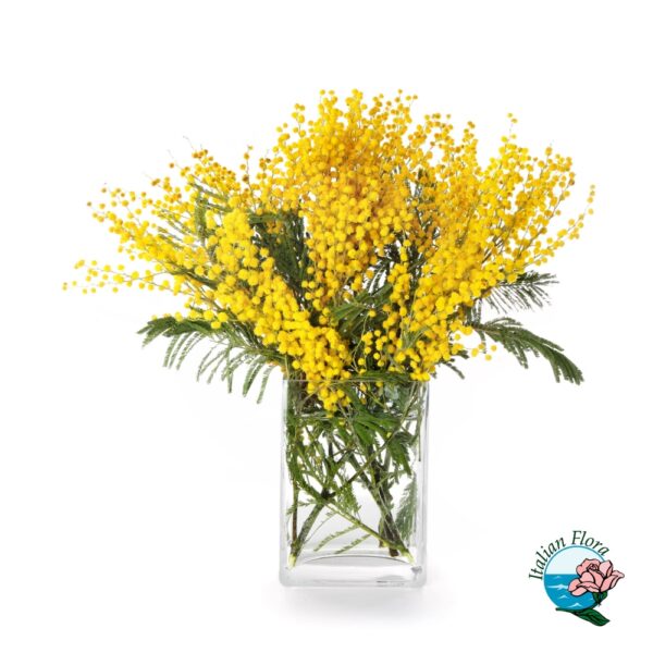 Mazzo di Mimosa
