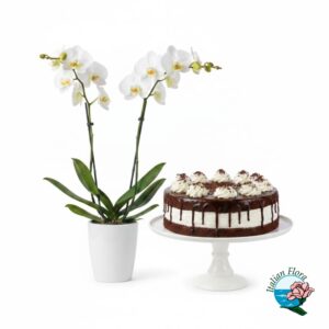 orchidea bianca con torta cioccolato e panna