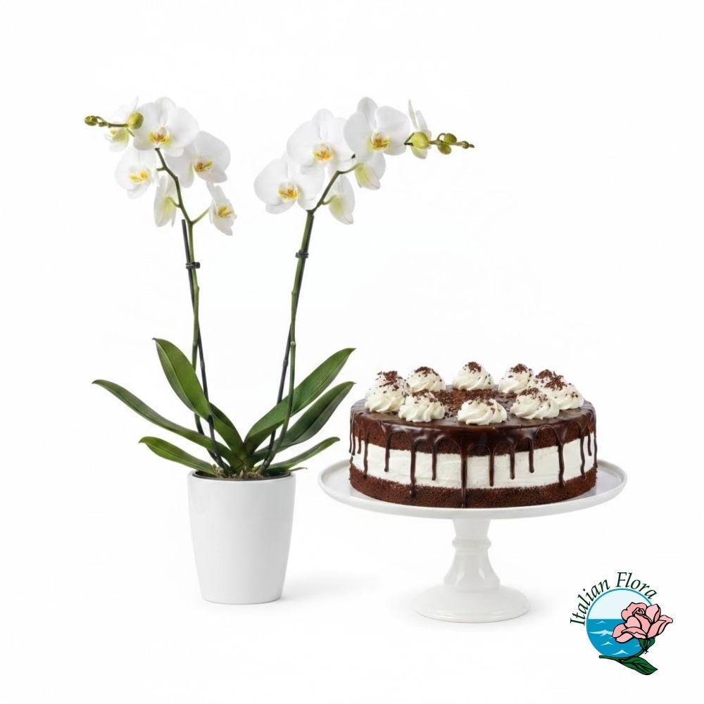 orchidea bianca con torta cioccolato e panna orchidea bianca con torta cioccolato e panna