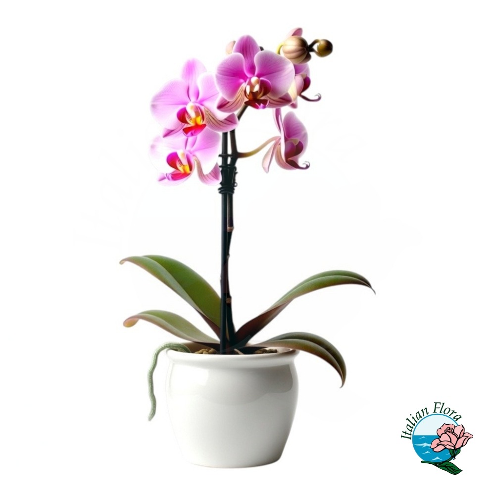 Orchidea 1 stelo Phalaenopsis rosa Orchidea 1 stelo Phalaenopsis rosa