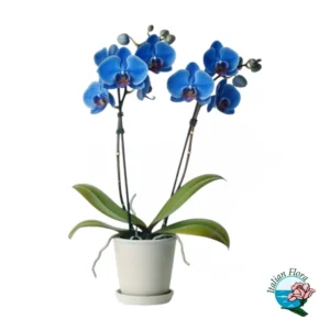 Pianta di orchidea blu a 2 steli