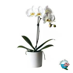 Orchidea 1 stelo Phalaenopsis bianca