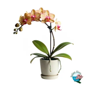 Orchidea 1 stelo Phalaenopsis pesca